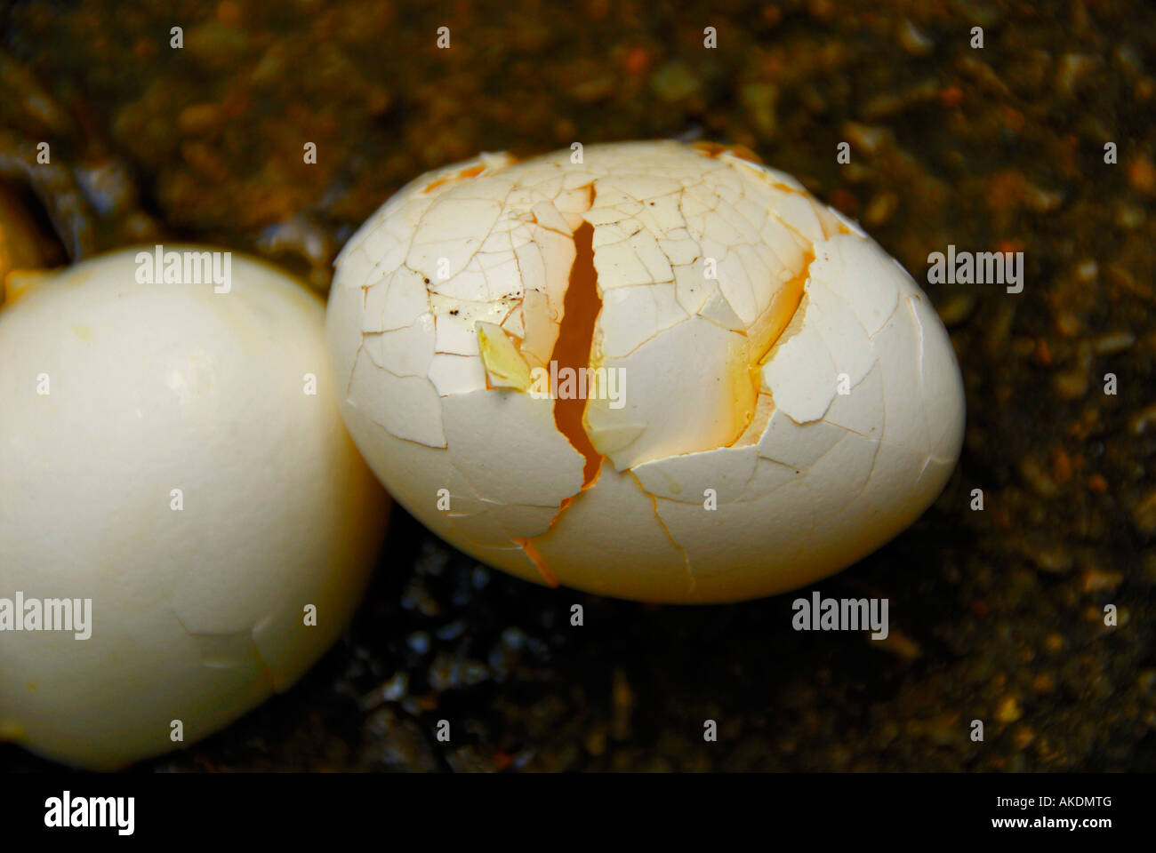 1,600+ Rotten Eggs Stock Photos, Pictures & Royalty-Free Images - iStock