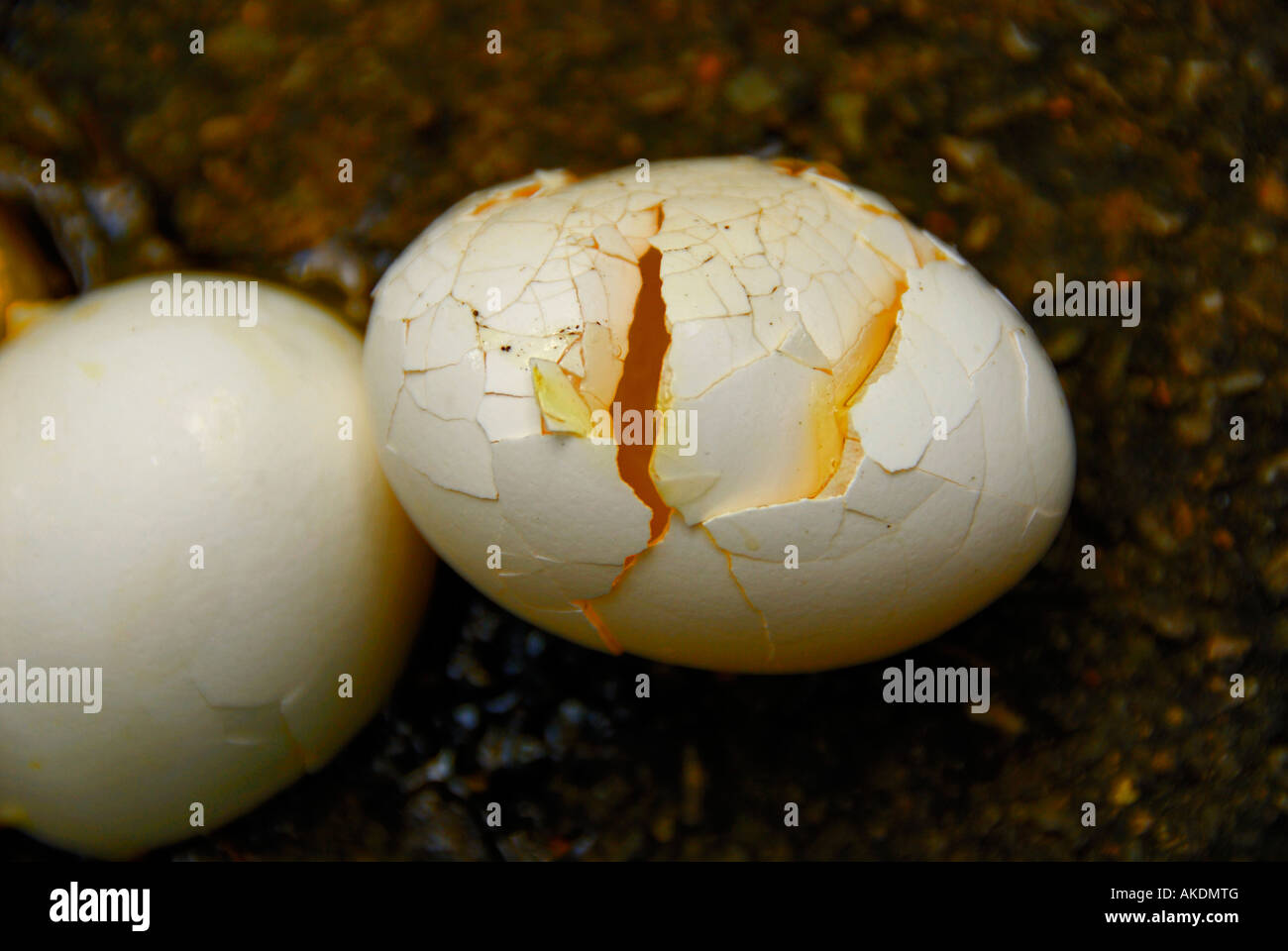 Spoiled egg hi-res stock photography and images - Alamy