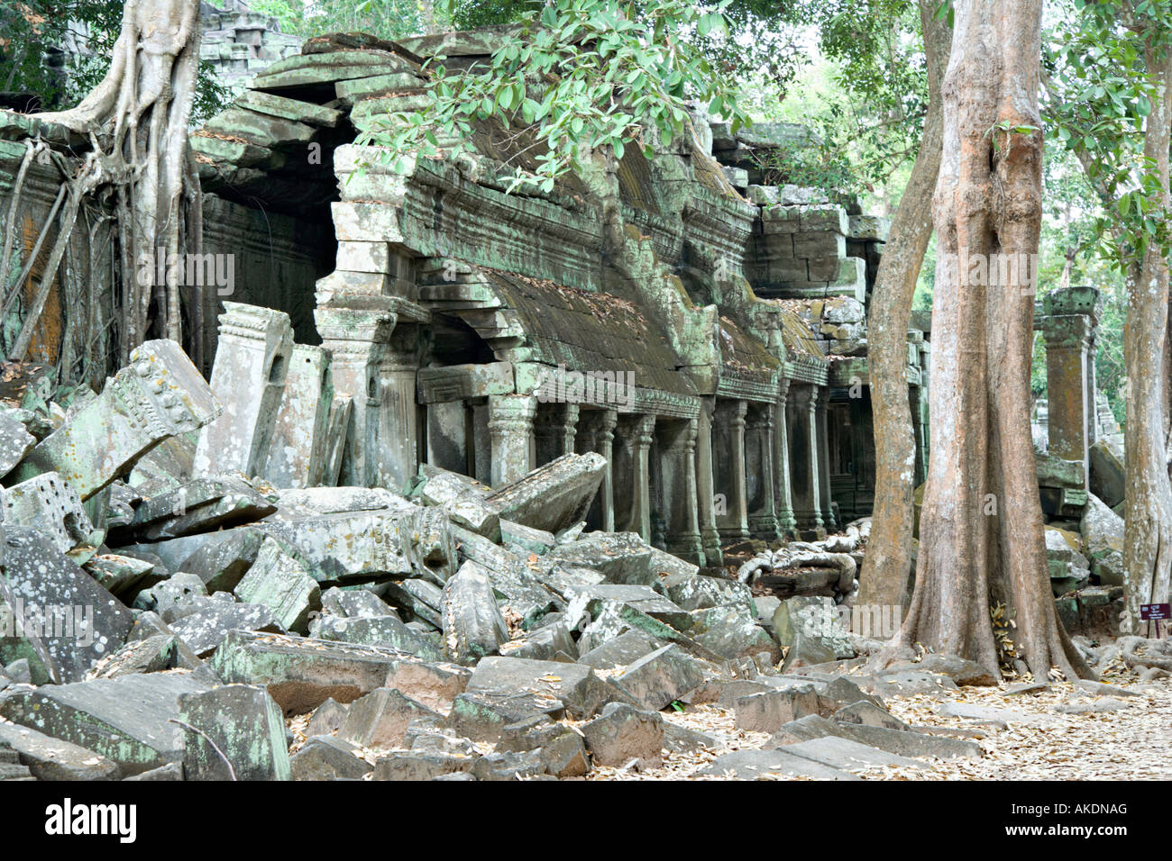 Overgrown temple, Ta Prohm, Angkor, Cambodia Stock Photo