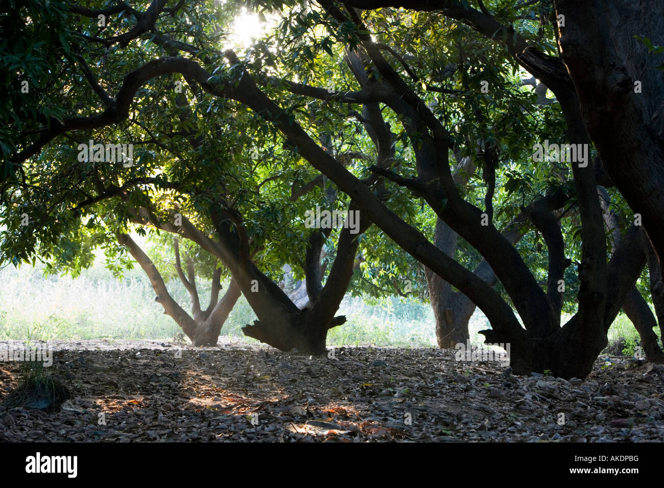 Grove of mango trees hires stock photography and images Alamy
