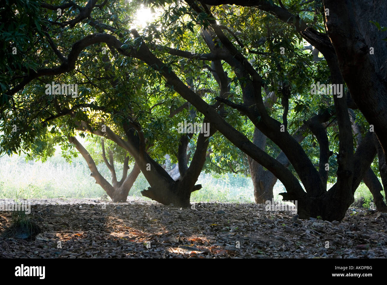 Mangifera indica. Mango trees. Andhra Pradesh, India Stock Photo
