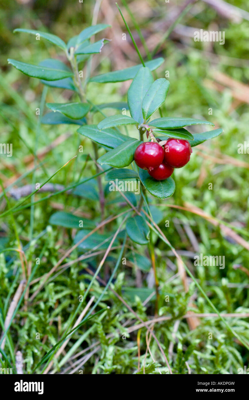 Lingonberries are common to Northern Europe. The red fruits are a favourite with many local animals but also make great jam. Stock Photo