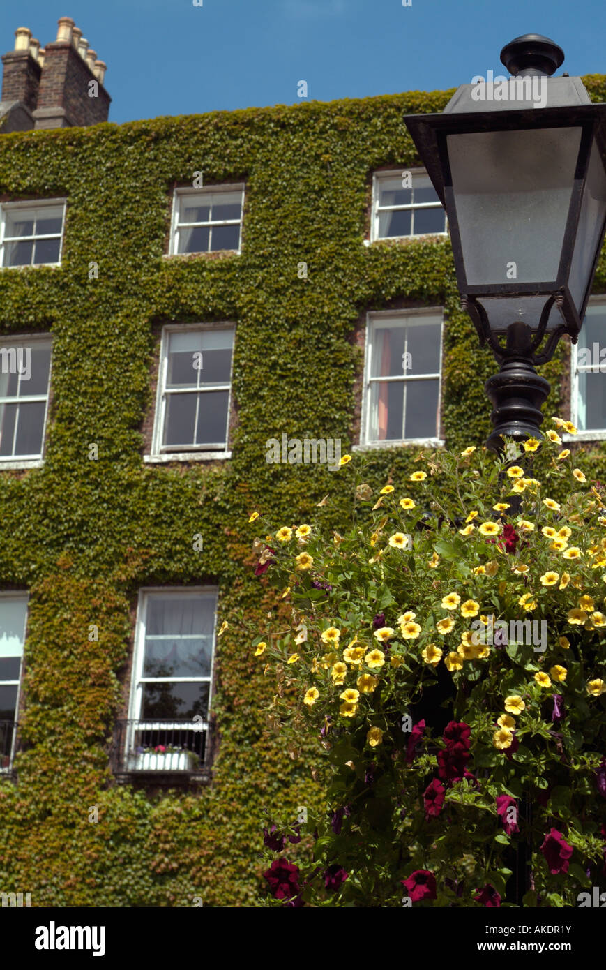 elegant street lamp with hanging flower basket in front of ivy covered georgian multi story house in saint stephens green dublin Stock Photo