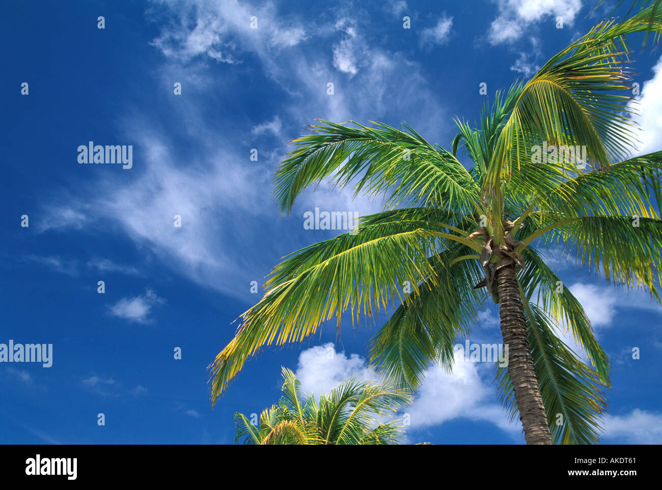 Coconut Palm Palm Tree Fronds Against Deep Blue Sky with puffy white clouds Stock Photo