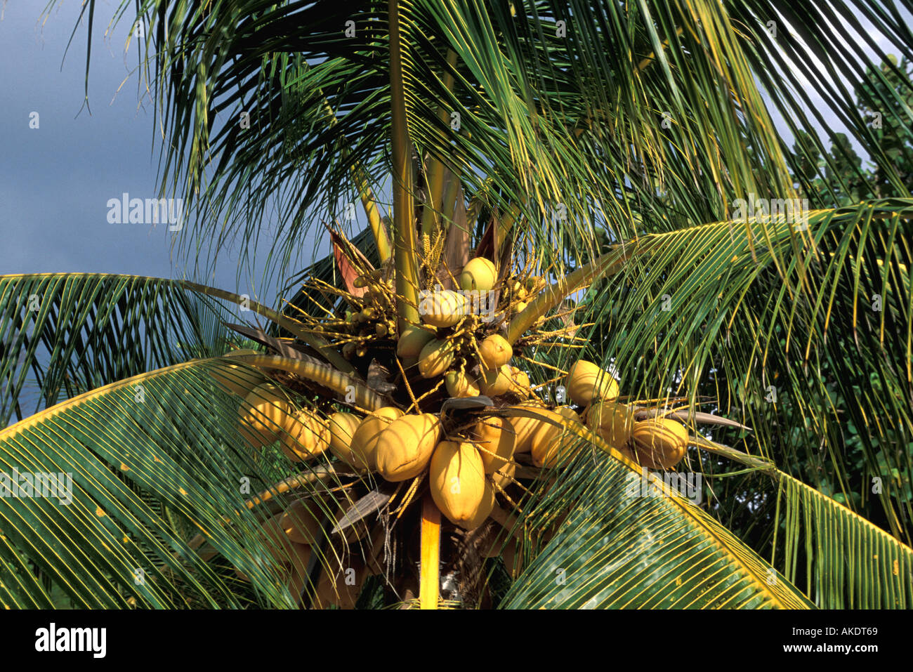 coconut palm tree with yellow ripe coconuts fruit Stock Photo - Alamy
