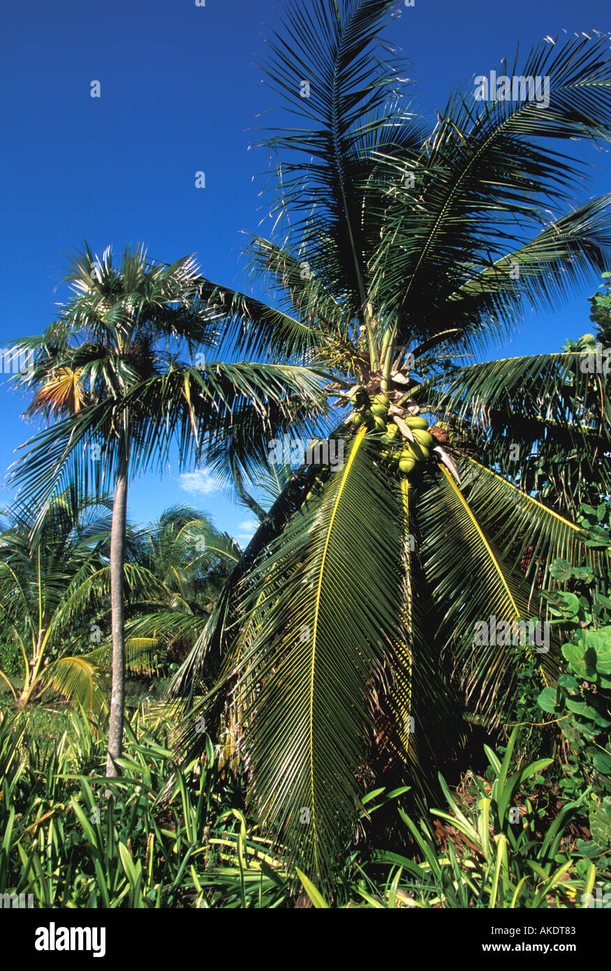 coconut palm tree oversize fronds branches against deep blue sky Stock Photo