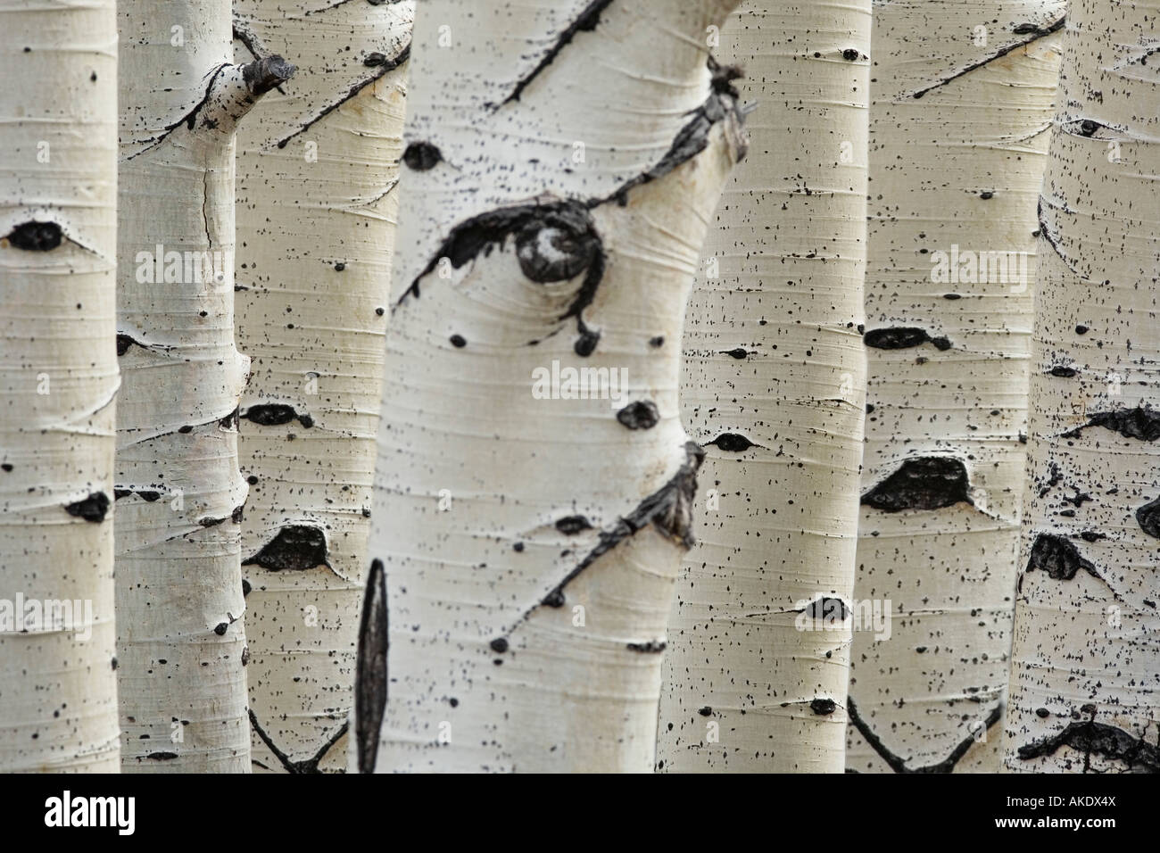 Birch trees in a row, close-up of trunks Stock Photo
