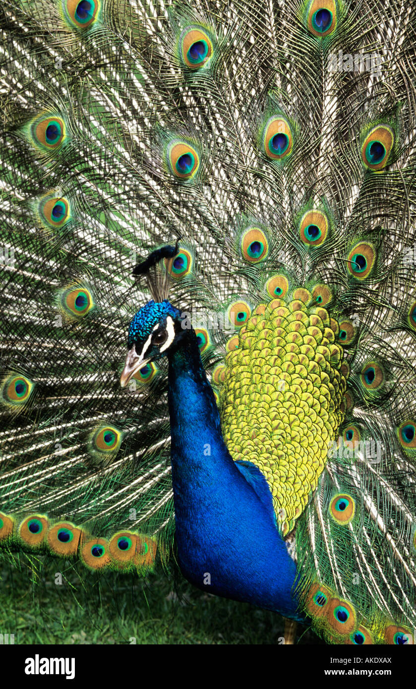 male peacock displaying Stock Photo