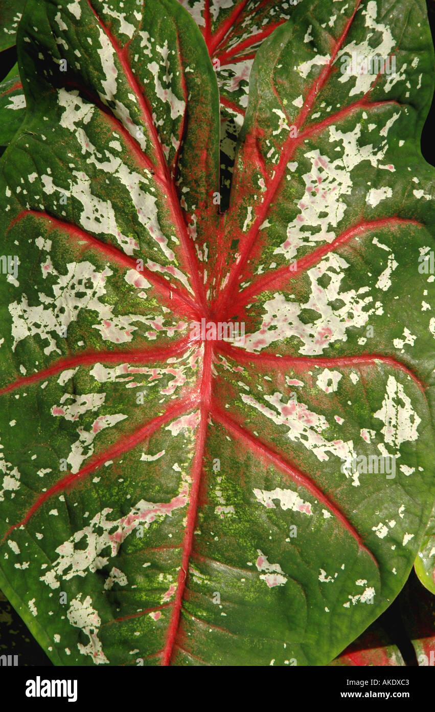 Tropical plants caladium leaf with red veins and white spots considered a  poisonous house plant Stock Photo - Alamy