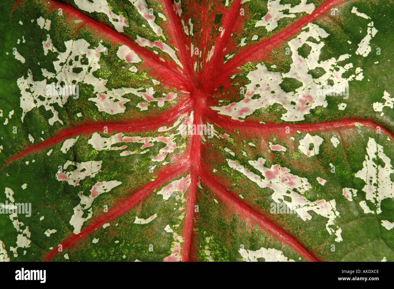 Tropical plant close-up portrait caladium leaf with red veins and white spots Stock Photo