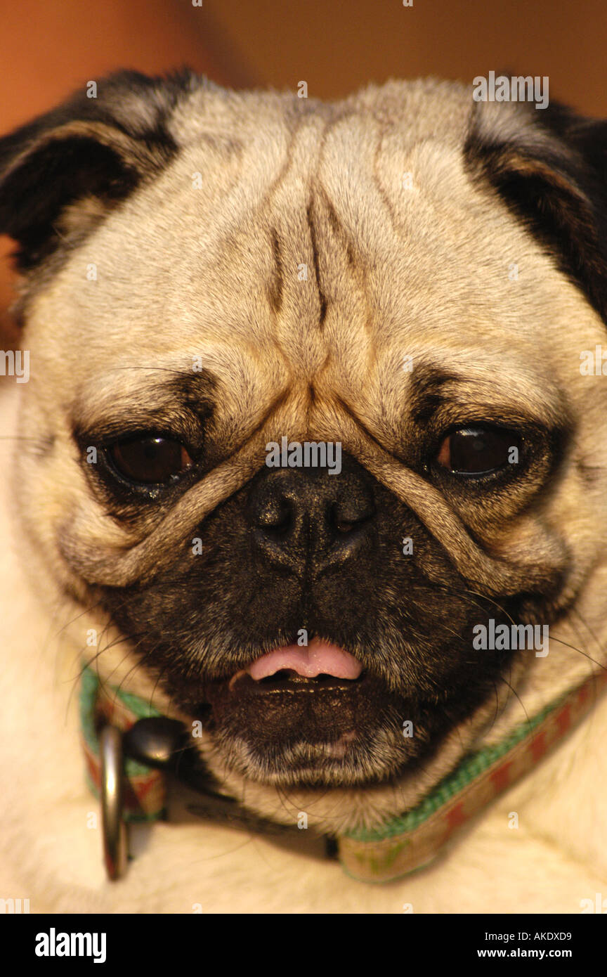 Dogs pug dog with tongue out looking silly and cute Stock Photo