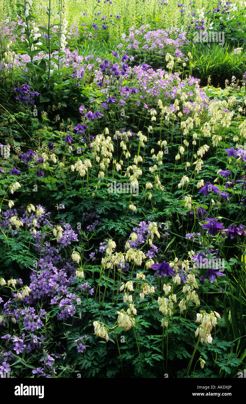 Chelsea FS 2003. Design: Tim Stuart-Smith. Flowery mead with Tellima grandiflora. Dicentra exima 'Alba'. Phlox divaricata Stock Photo