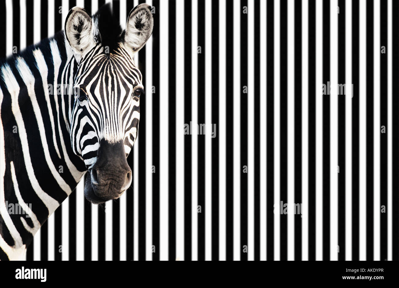 Zebra on striped background, looking at camera Stock Photo
