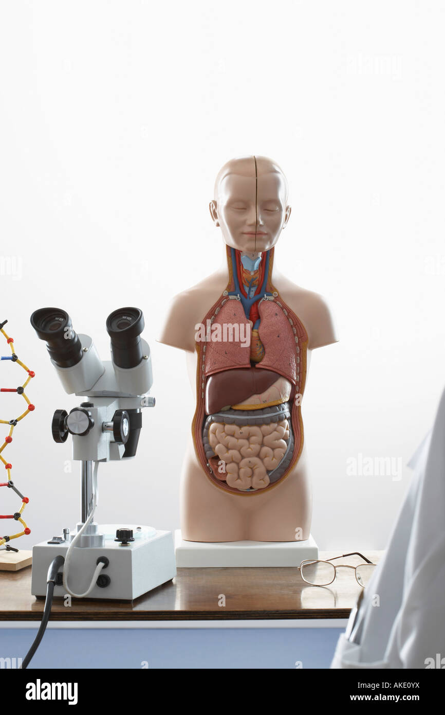 Human anatomy model and microscope Stock Photo - Alamy
