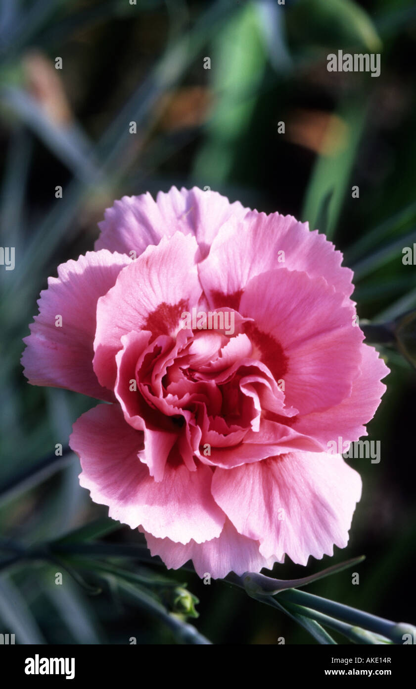 old fashioned pink Dianthus Doris Stock Photo