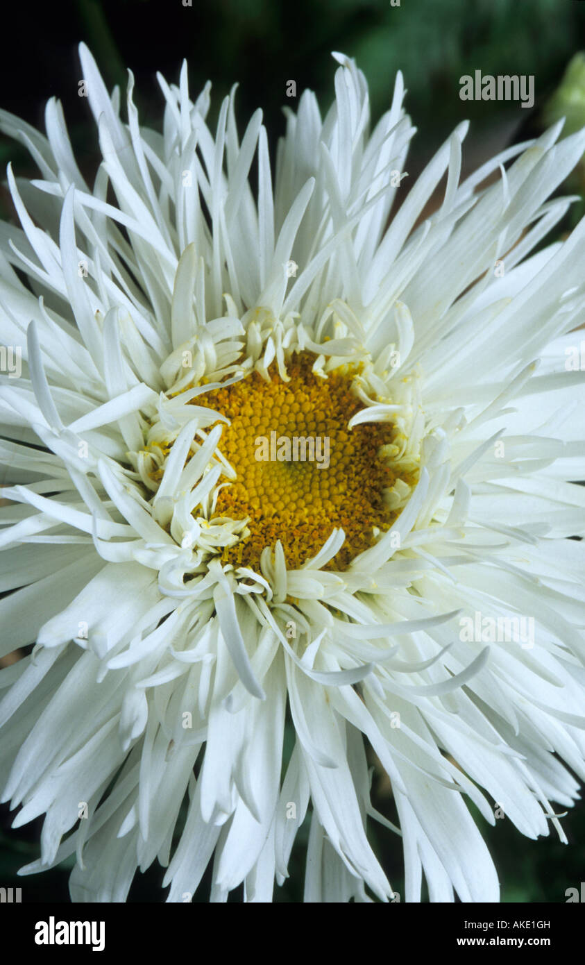 Shasta daisy Leucanthemum x superbum Aglaia Stock Photo
