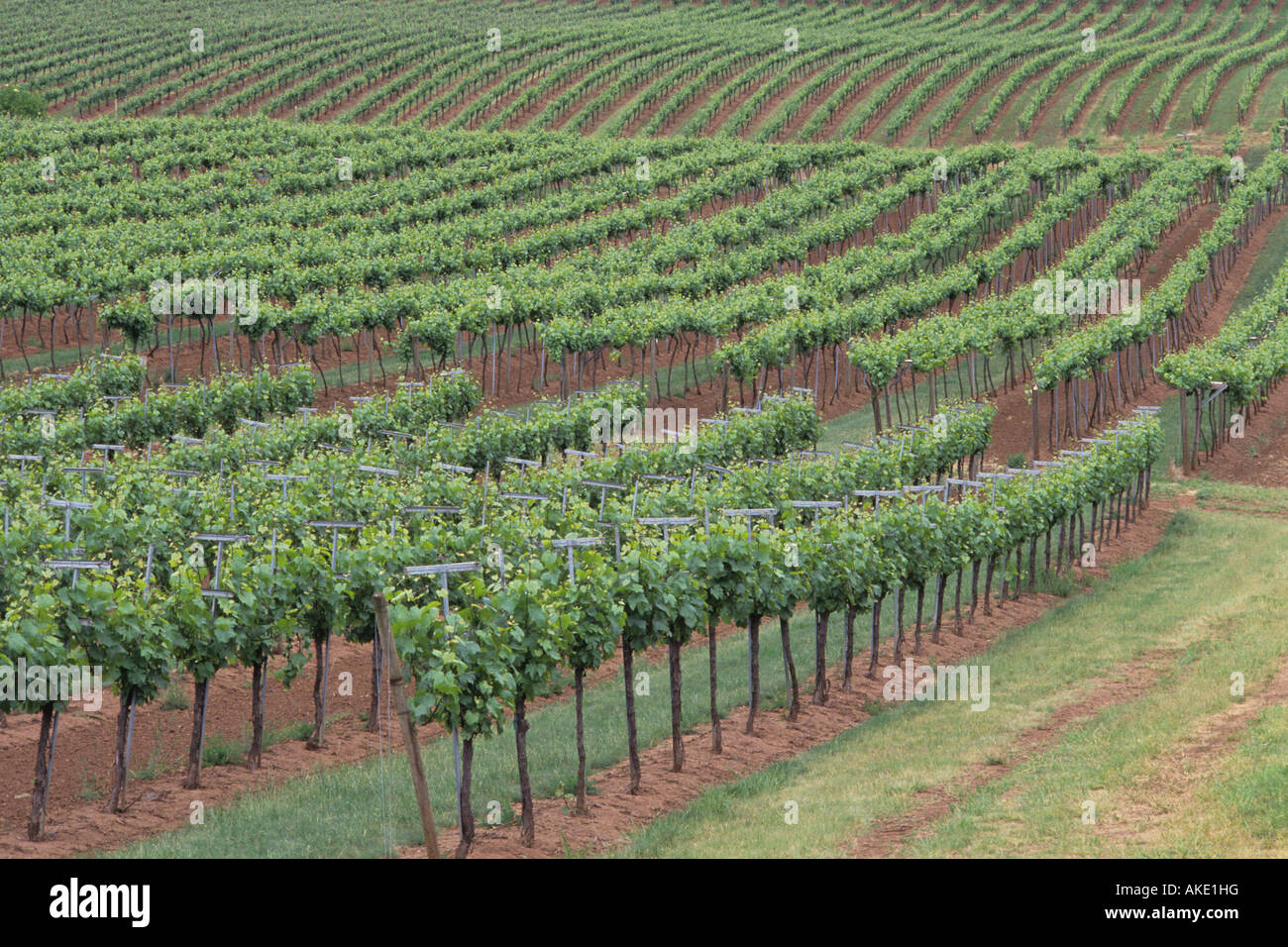 Rex Hill vineyards Yamhill County Newberg Oregon State USA Stock Photo