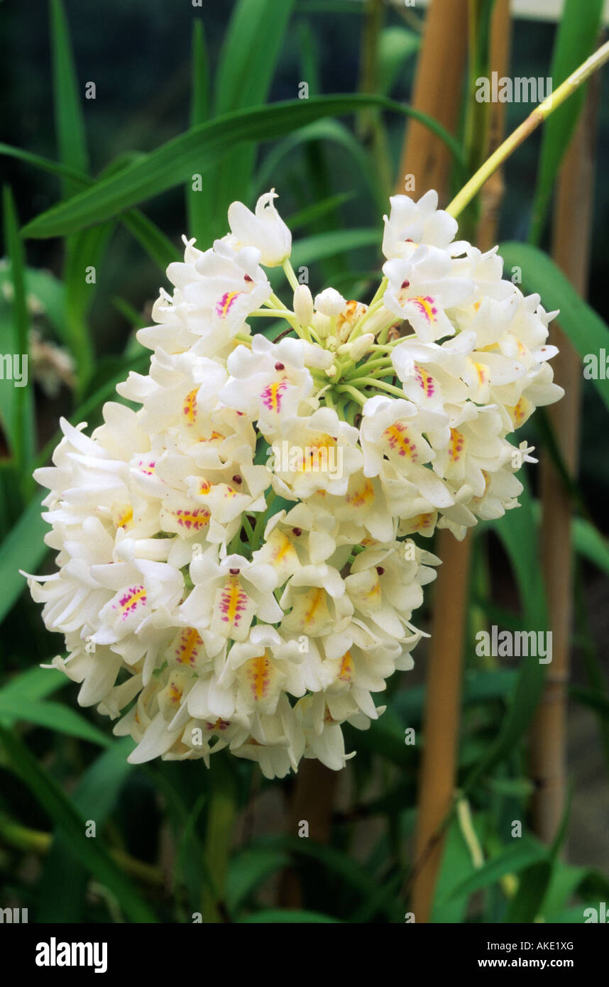 Neobenthamia gracilis Stock Photo