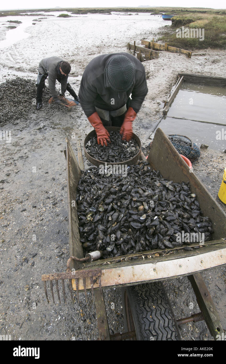 Fishermen hand grading edible common mussels on salt marsh Norfolk England November Stock Photo