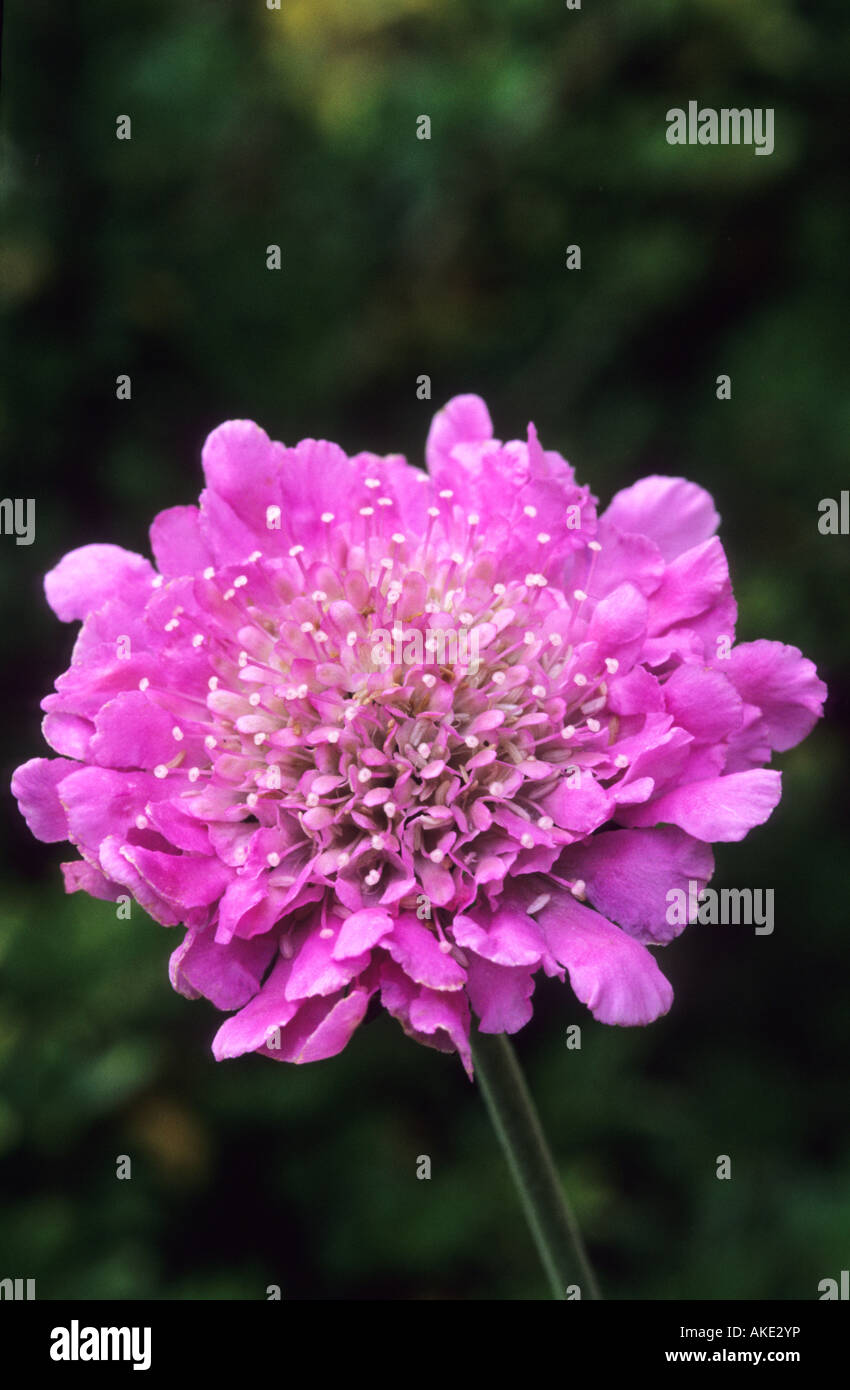 pincushion flower Scabiosa Pink Mist Stock Photo
