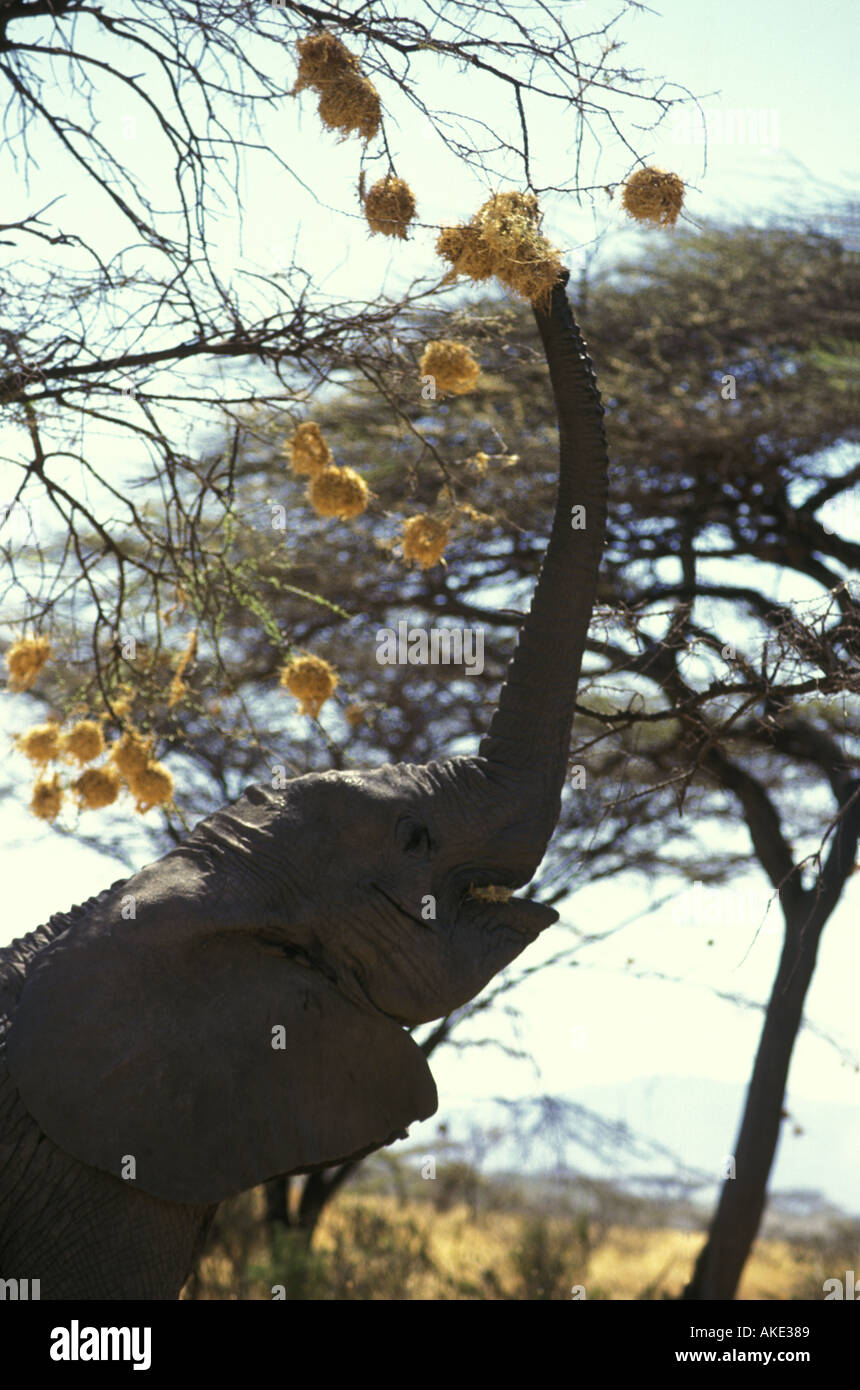 Elephant reaching kenya High Resolution Stock Photography and Images