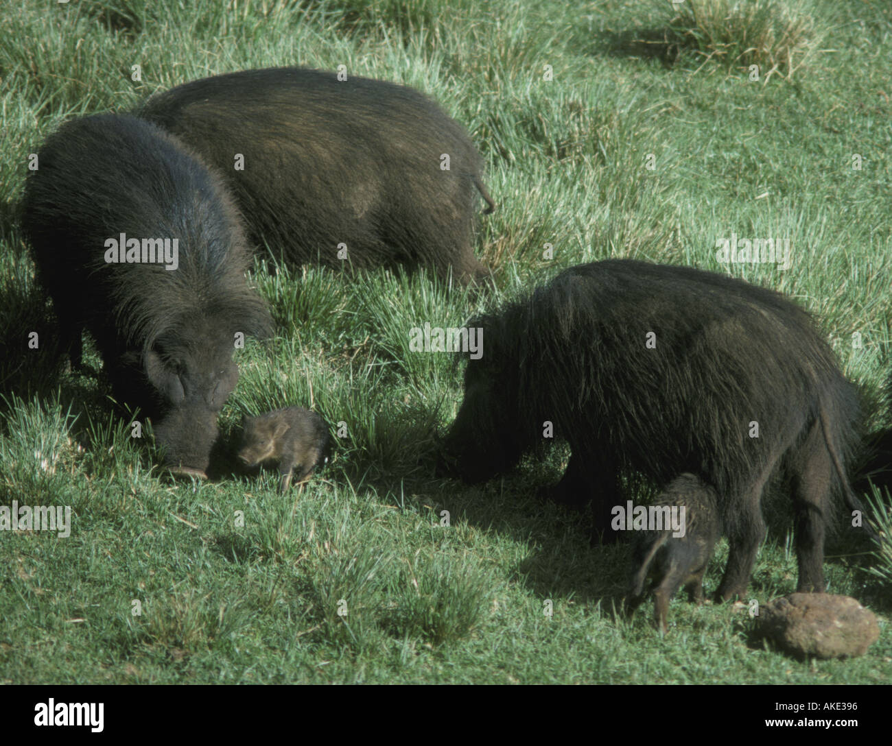 Giant Forest Hog with piglets seen from the Ark a Forest Lodge in a clearing of the Aberdares National Park Kenya East Africa Stock Photo
