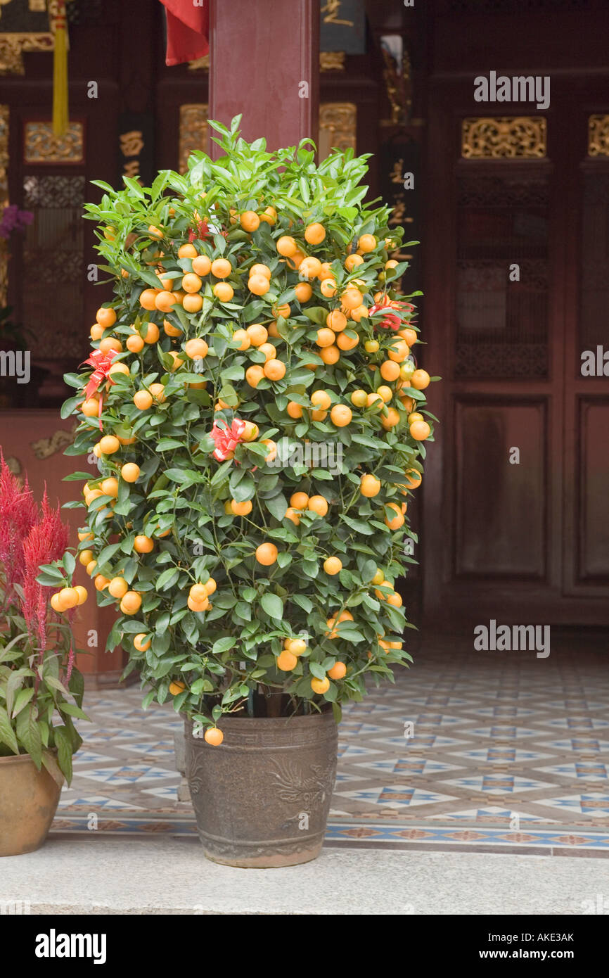 Minimandarin orange tree in a pot in a temple Stock Photo Alamy