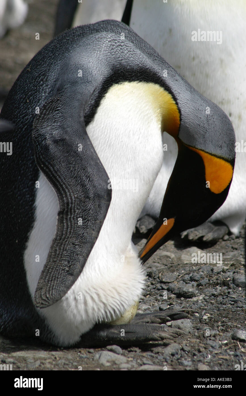 King Penguin checking  her egg at St Andrews Bay South Georgia the world s largest rookery Stock Photo