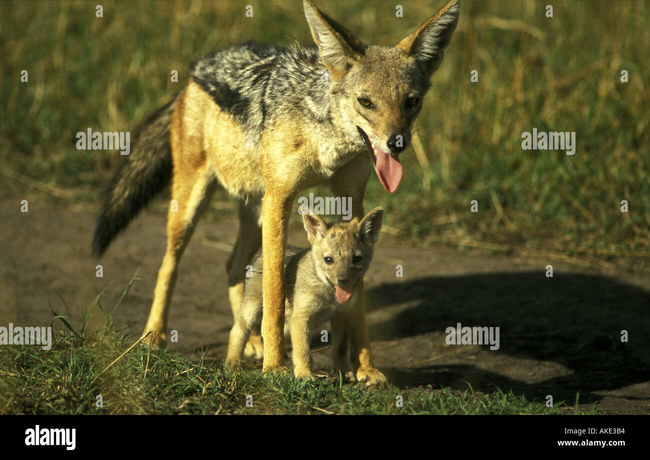 Female Black backed Jackal pup They are resting on a hot afternoon during the journey from their old den to a new one Stock Photo