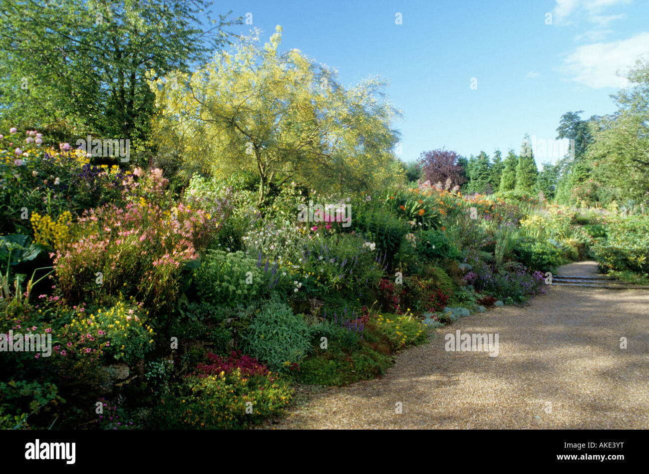 Cobblers Sussex mixed border with staggered heights in Summer Genista
