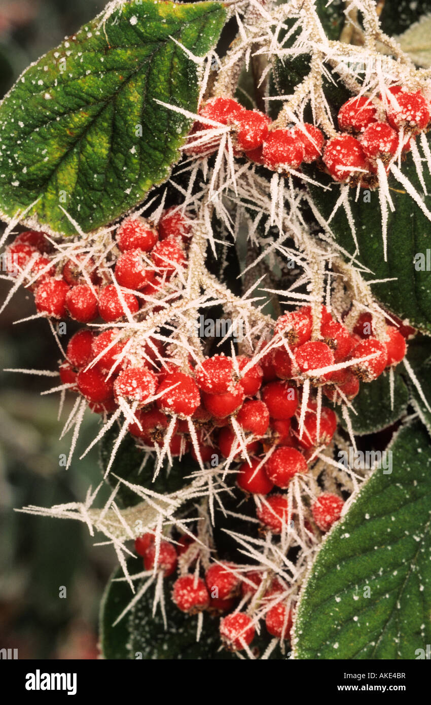 Cotoneaster lacteus hoar frost Stock Photo