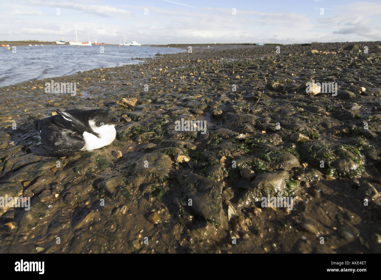 Little Auk alle alle stranded in tidal creek with boats in distance Norfolk England November Stock Photo