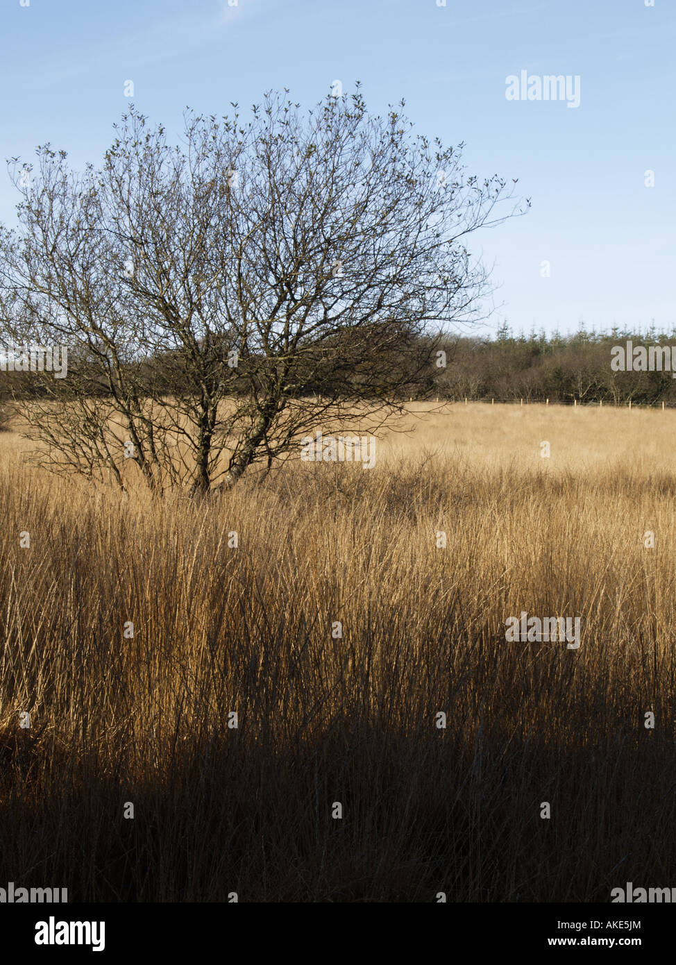 Leafless tree in a field of brown, long wild grass. Welsford Moor, Devonshire, U.K Stock Photo