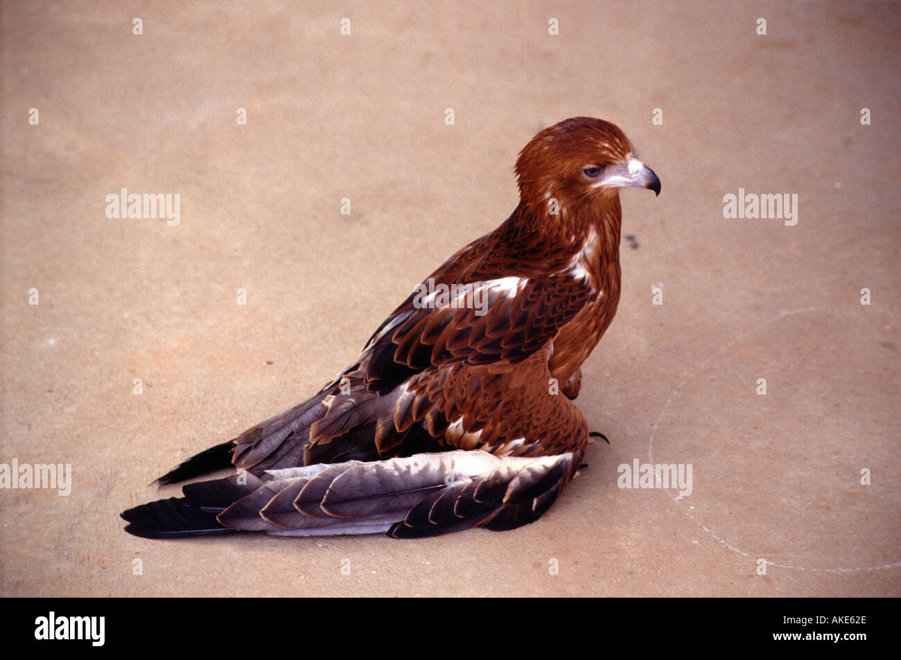 Wounded eagle hires stock photography and images Alamy