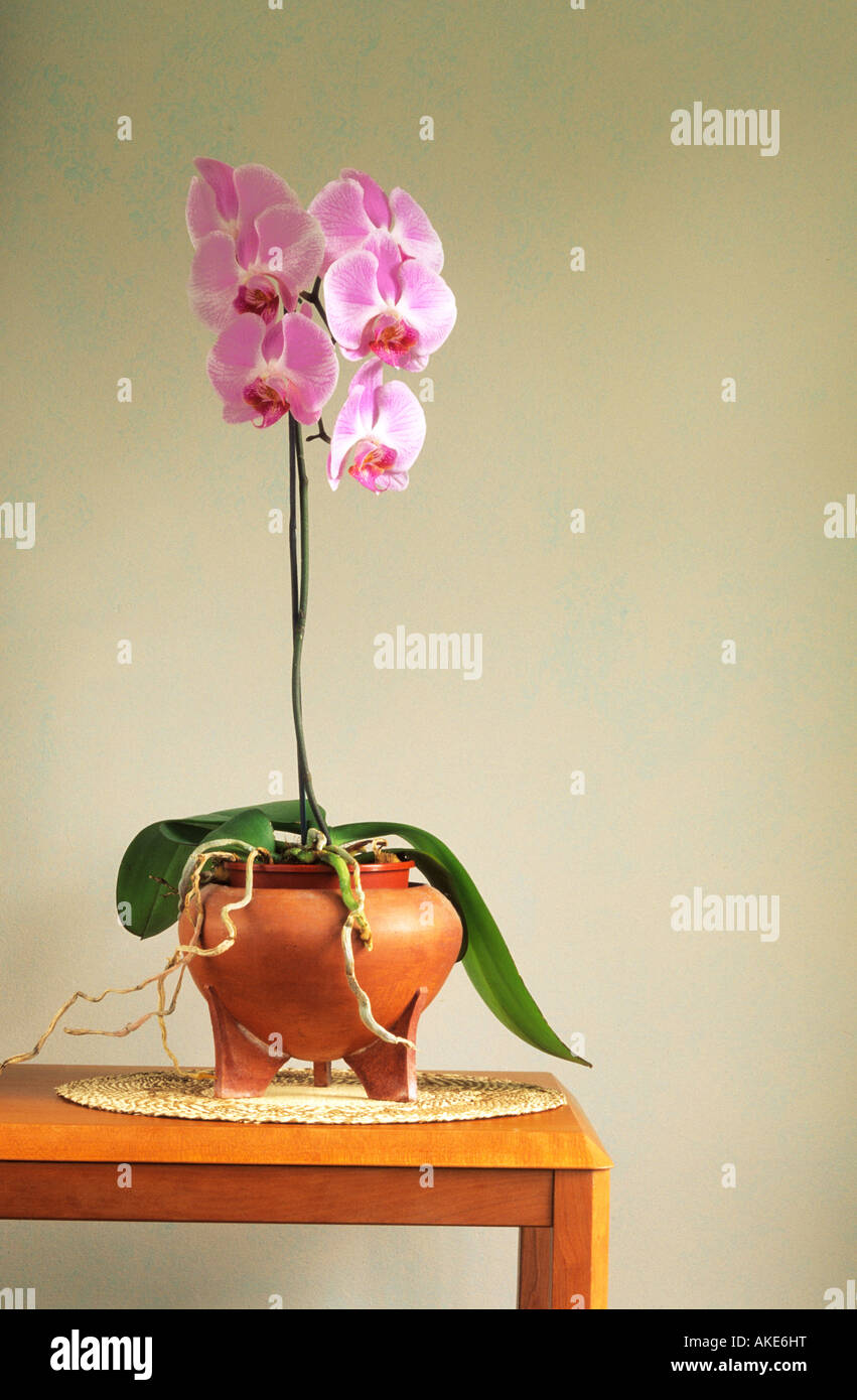 moth Orchid Phalaenopsis in ceramic pot on table indoors Stock Photo