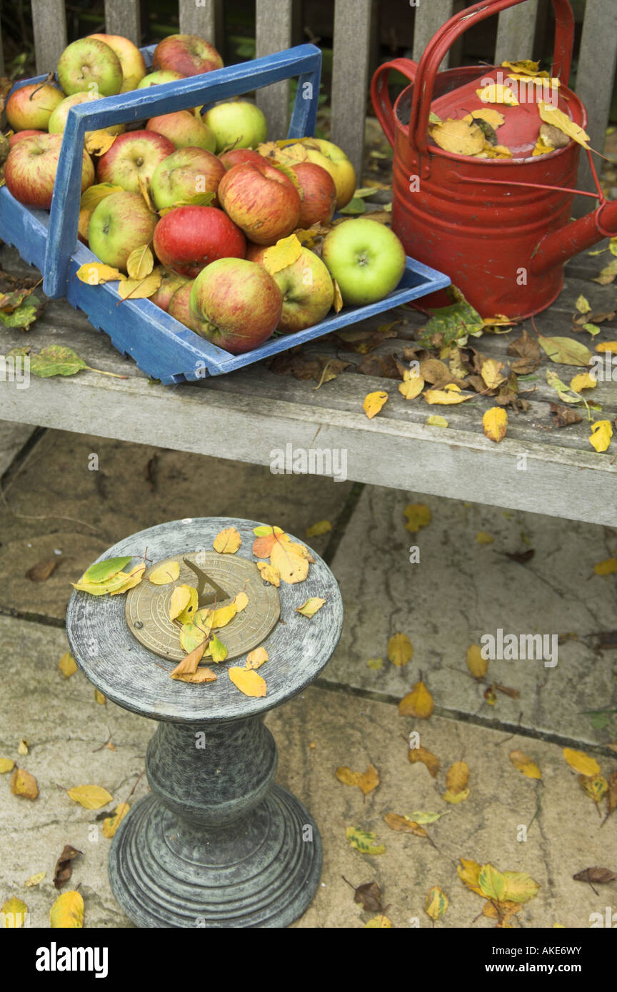 Windfall apples in blue trug on garden seat with red watering can sundial with fallen leaves England Stock Photo