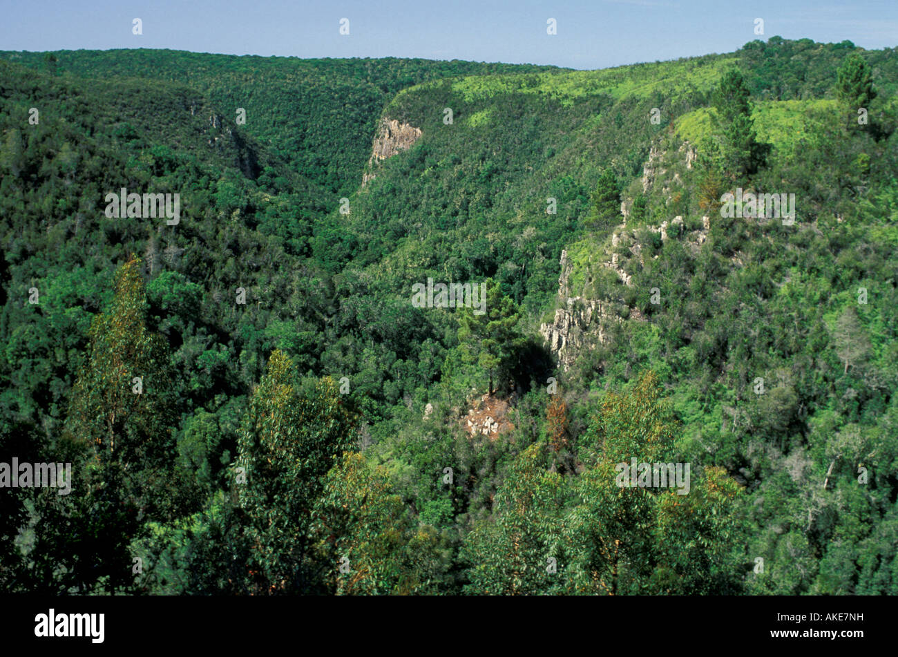 temperate forest, wilderness national park, south africa Stock Photo Alamy