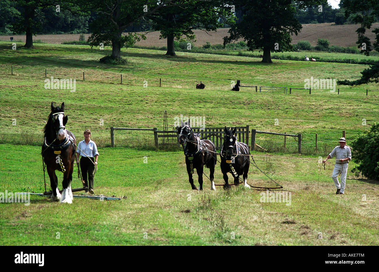 Heavy horses hires stock photography and images Alamy