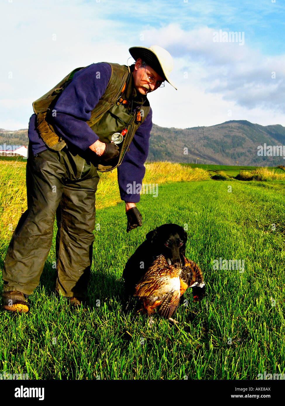 Pheasant hunting with labrador retriever Stock Photo Alamy