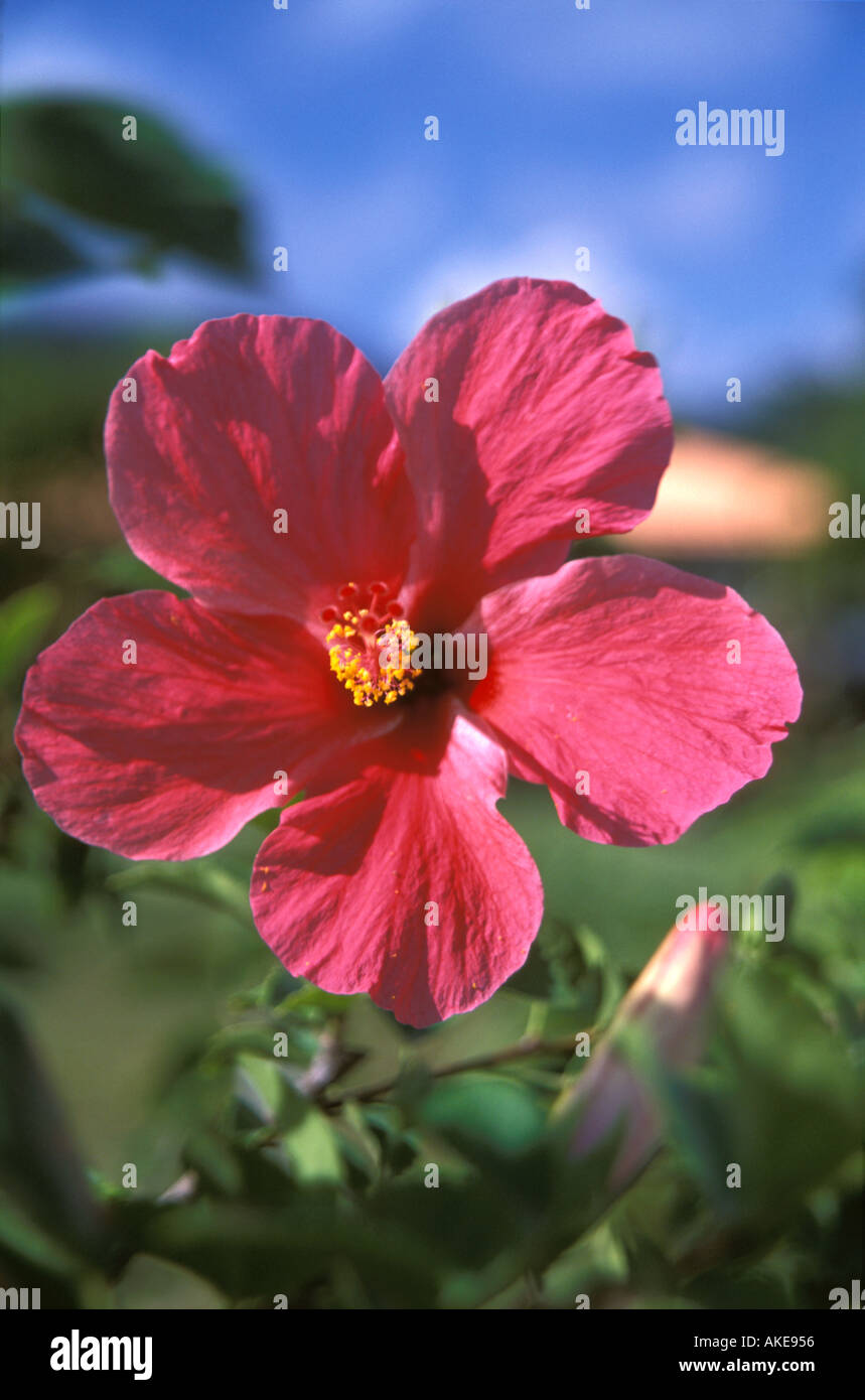 Single pink hibiscus flower, South Pacific Stock Photo - Alamy