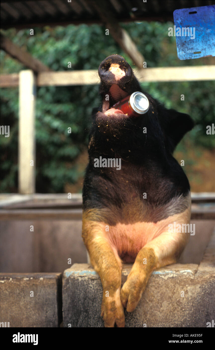 Beer drinking pig St Croix Virgin Islands Stock Photo Alamy