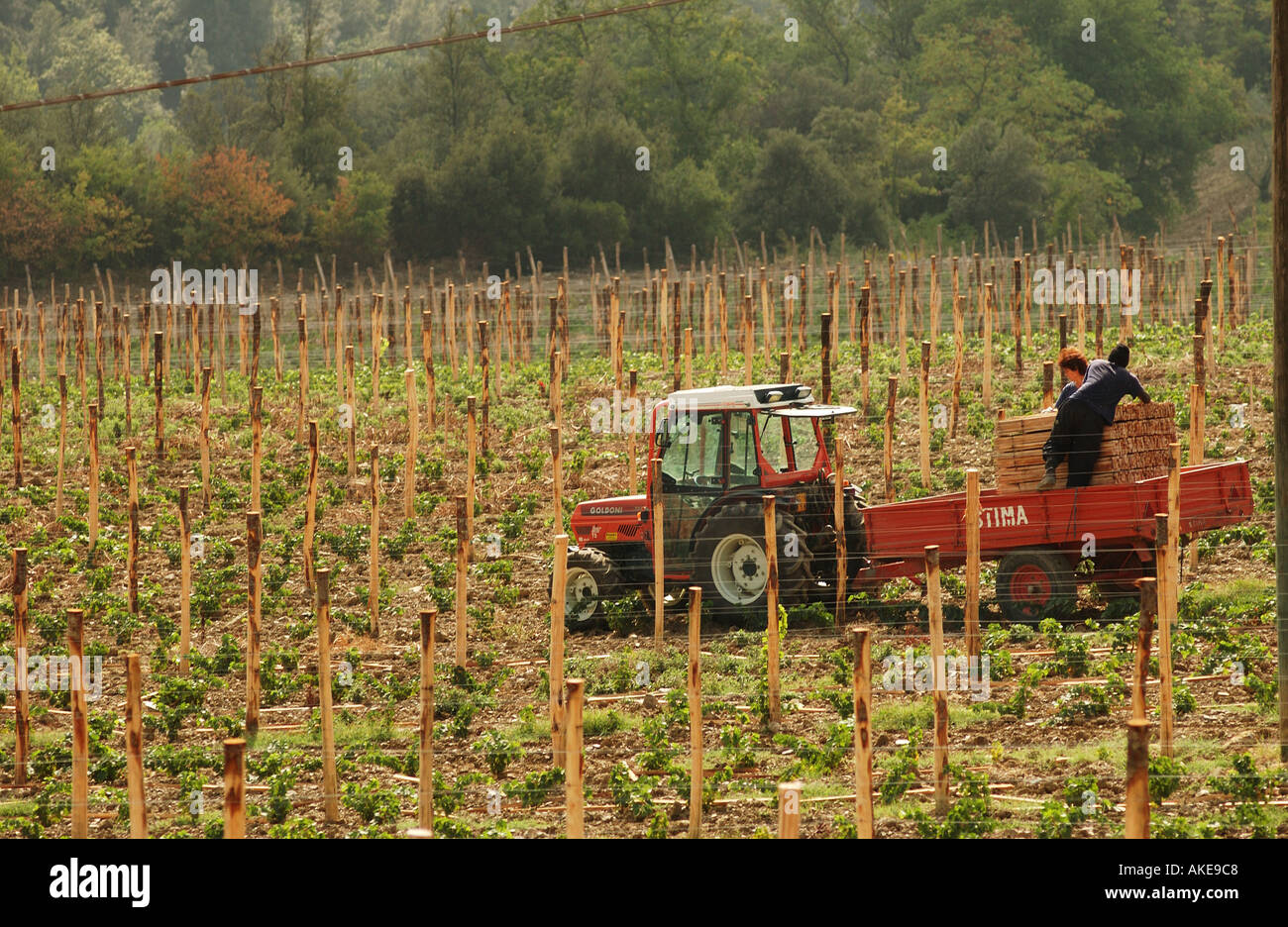 Workers in a vineyard Tuscany Italy Stock Photo Alamy