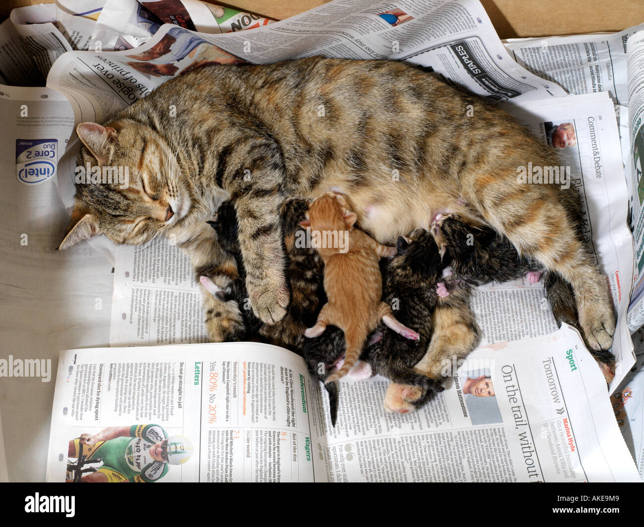 Mother Cat With Six Newborn Kittens