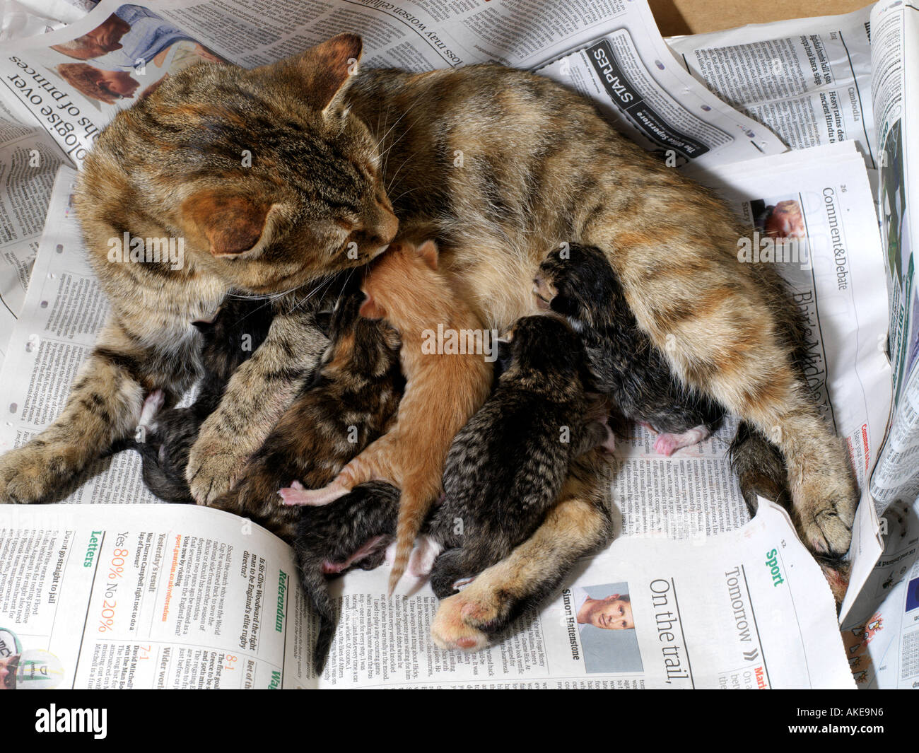 Mother Cat with Six Newborn Kittens Stock Photo Alamy