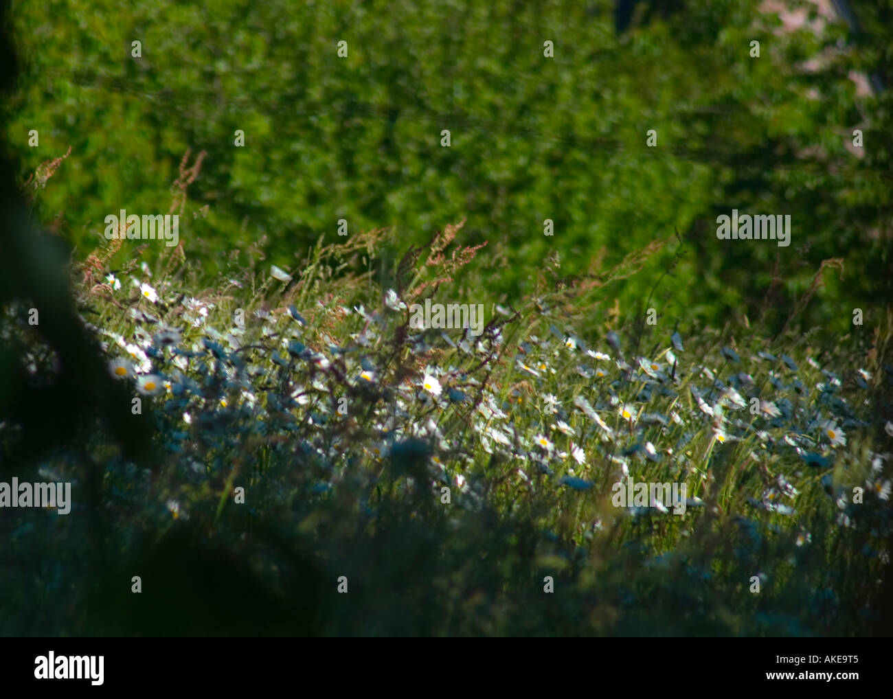 Blowing Daisies Stock Photo