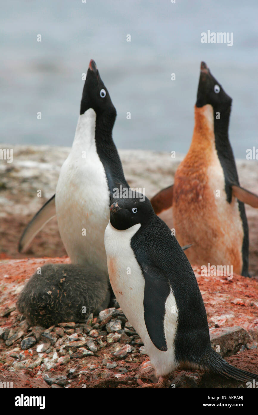 Adelie penguins vocalising, Antarctica Stock Photo - Alamy