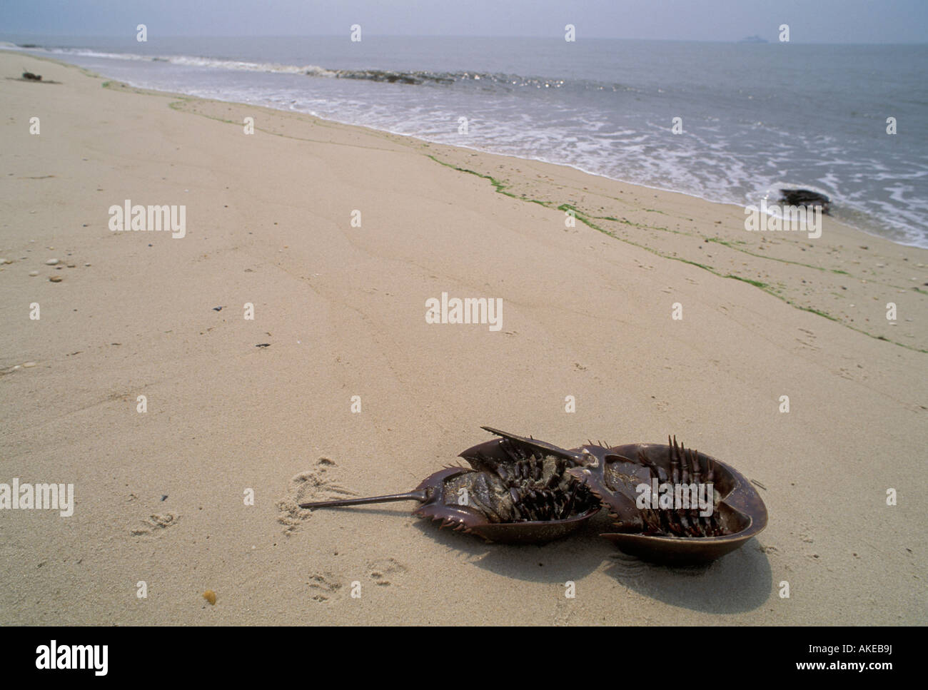 horseshoe crabs, cape may, usa Stock Photo Alamy