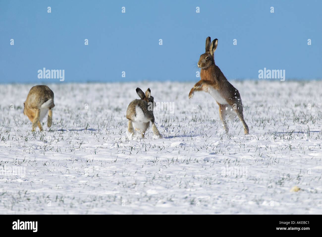 Brown Hares Lepus capensis fighting and chasing each other in snow covered field therfield hertfordshire Stock Photo