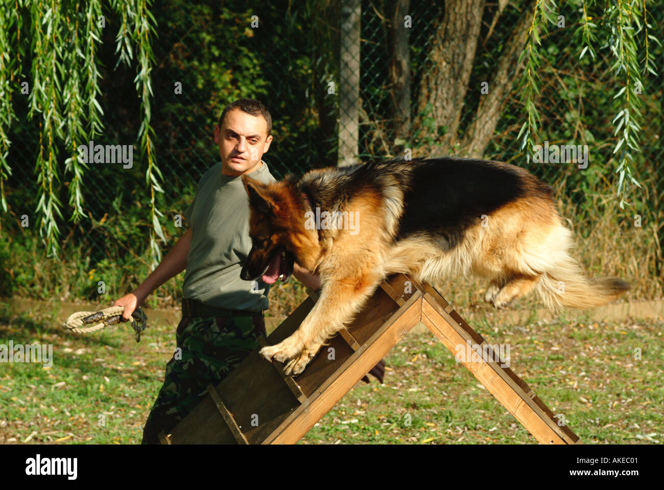 British Army Dog Handler Taking His Alsatian Dog Over An Assault Stock Photo Alamy