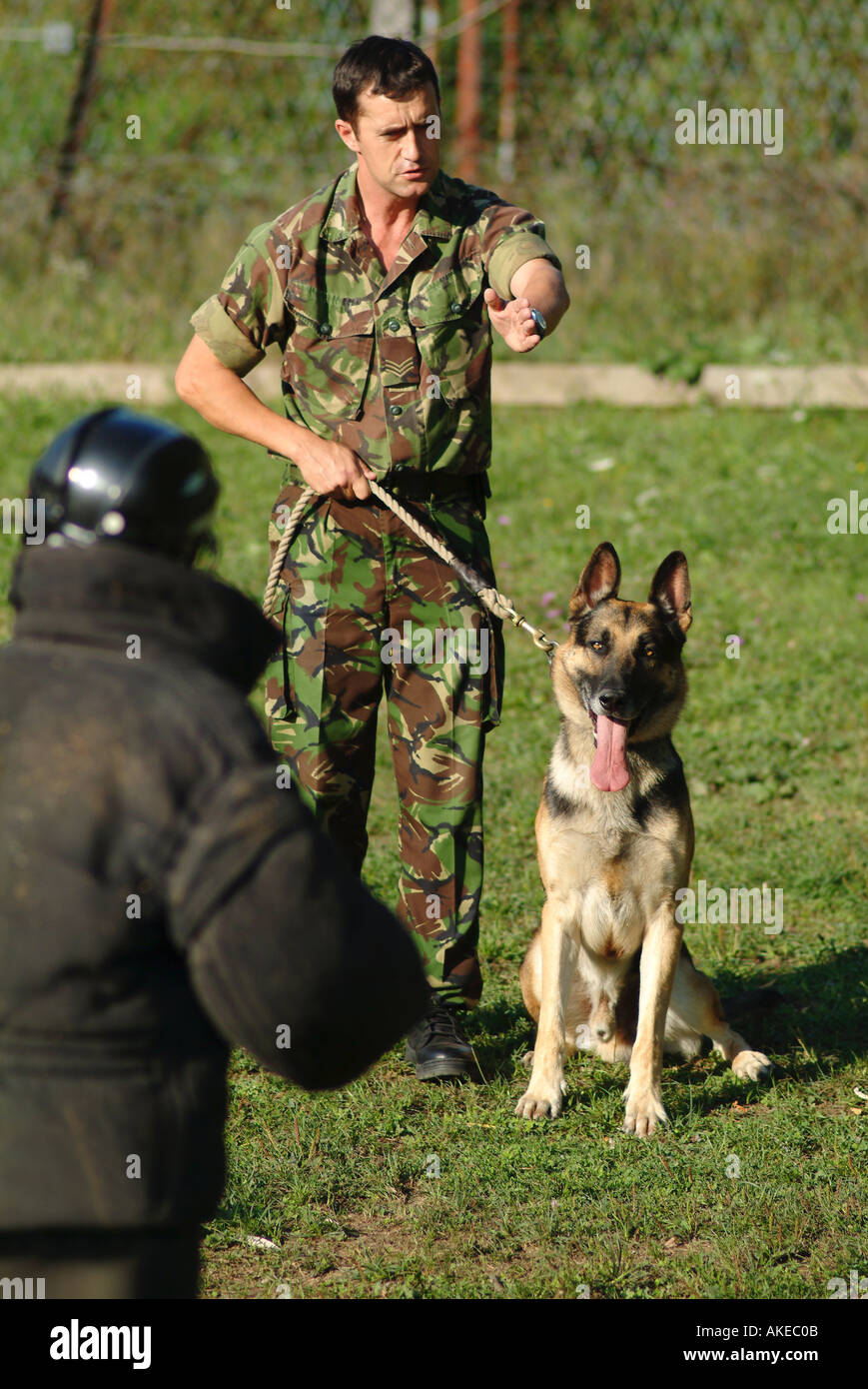 British Army Dog Handler During a Training Exercise Stock Photo Alamy